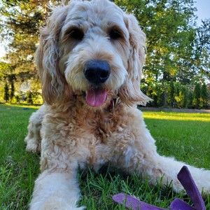 Meet your Posher, Peter